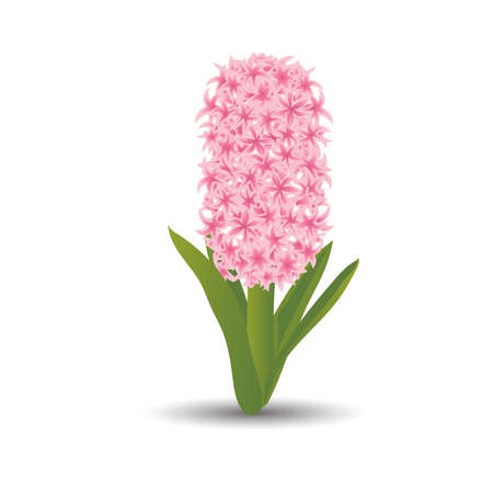 Beautiful pink hyacinth with the effect of a watercolor drawing. Isolated flower on white background. Vectorのイラスト素材