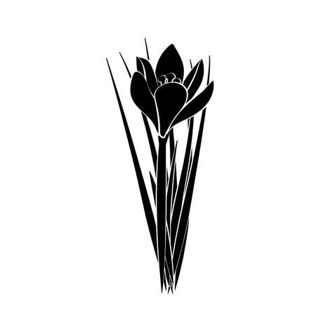 Hand drawn crocus flowers. Vectorのイラスト素材