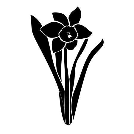 Hand drawn narcissus flowers. Vectorのイラスト素材