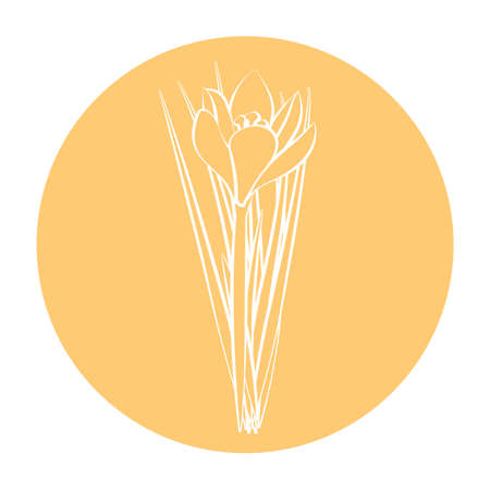 Spring flower icon. White crocus flower. Crocus, Saffron, herbs. Orange round circle flat icon. Vectorのイラスト素材