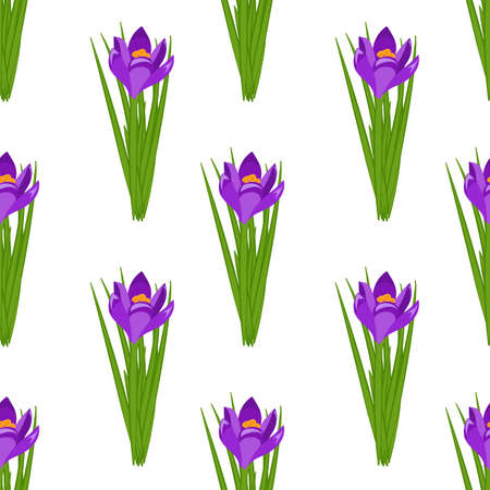Beautiful spring seamless pattern with crocuses. Purple flowers same sizes of saffron on a white background. Vectorのイラスト素材
