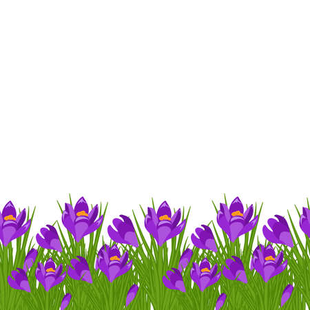 Spring postcard with purple small crocus. Early spring purple flower Crocus for Easter on white background vectorのイラスト素材