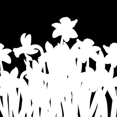 Postcard of white narcissus flowers silhouette isolated on black background. Vectorのイラスト素材
