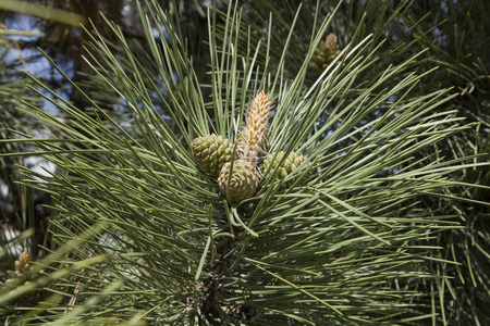Young pine conesの写真素材