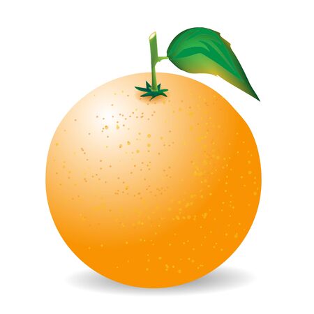 Orange on a white backgroundのイラスト素材