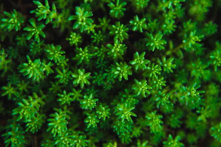Texture of green plants.Flat lay. Nature conceptの写真素材