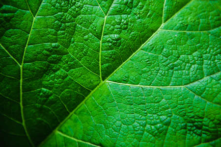 Texture of green plants.Flat lay. Nature conceptの写真素材