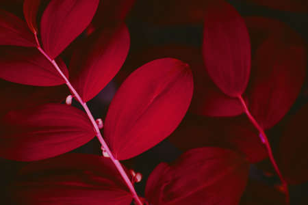 Red leaf texture. Leaf texture backgroundの写真素材