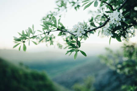 Beautiful spring background - branches of blossoming apricot, white apricot flowers, the background of mountains.の写真素材
