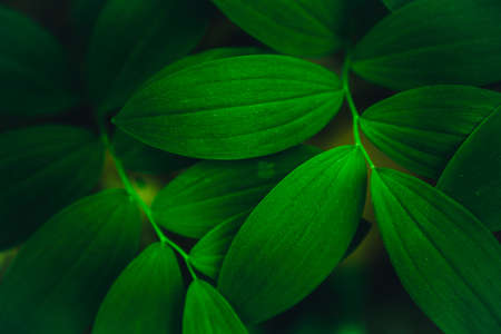 Texture of green plants with small leaves.の写真素材
