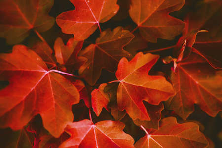Red leaf texture. Leaf texture backgroundの写真素材