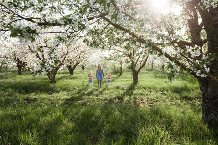 A beautiful little girl runs through a flowering garden in the spring. Cute child with blond hair in a blooming garden at sunsetの写真素材