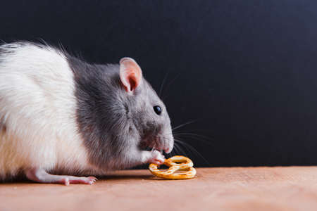 A black and white rat eating snacks on a black background.の写真素材