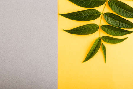 Green tropical leaves on a yellow-gray background. Minimal style design with plants. Abstract background. Place for text and logo.の写真素材