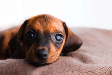 Dachshund puppy on a white background.の写真素材