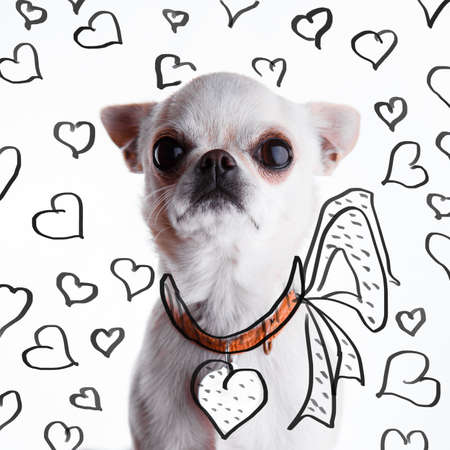 Funny white chihuahua in a heart shaped address holder.の写真素材