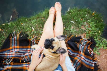 Cute puppy french bulldog in summer park.の写真素材