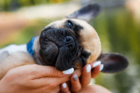 Cute puppy french bulldog in summer park.