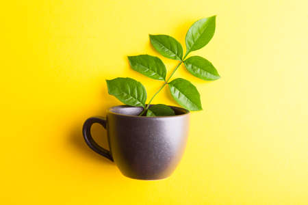 Flat lay of cup on yellow background with copy spaceの写真素材