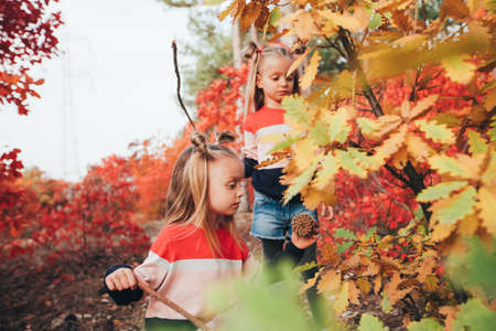 Twin blondes walk and have fun in the autumn forest among the red trees.