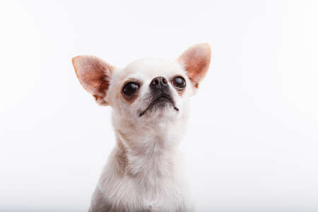 Chihuahua dog. Portrait on white backgroundの写真素材