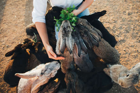 Lots of rabbits on the farm. Feeding the rabbits in the pen. Easter pictures. Lifestyle photos.の写真素材