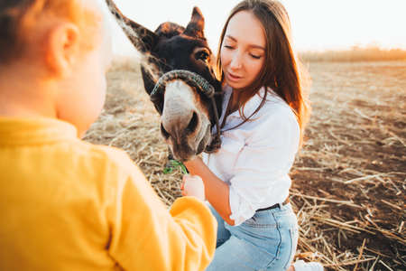 Mom and daughter feed and pet a donkey in a contact zoo.の写真素材
