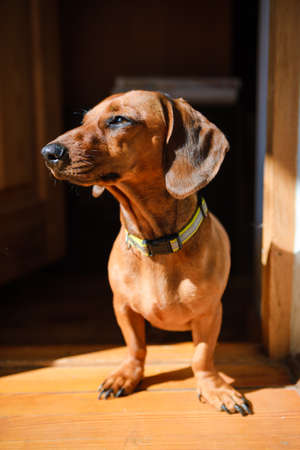 Dog at home in the rays of daylight. waiting her master to come homeの写真素材