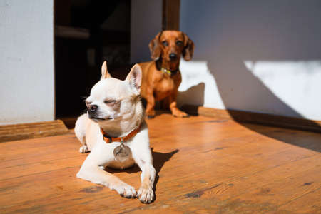Dog at home in the rays of daylight.