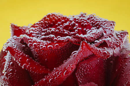 A red flower on a yellow background, under water in air bubbles.の写真素材