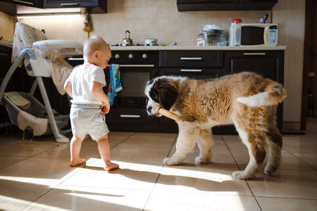 little child plays in the house with a St. Bernard puppy.の写真素材