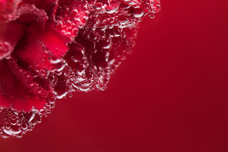 A red rose on a red background, under water in air bubbles.の写真素材