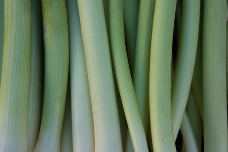 background of leek vegetables. High quality photoの写真素材