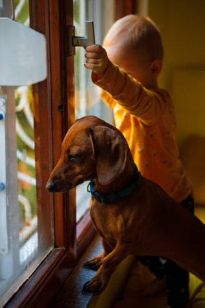 Todler and dachshund look out the window. casual style.の写真素材