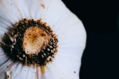 Garlic on a black background, macroの写真素材