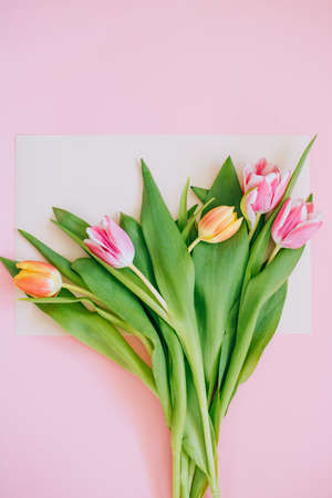 Spring background: pink tulips on beige card framed on pink background. Copy space.の写真素材