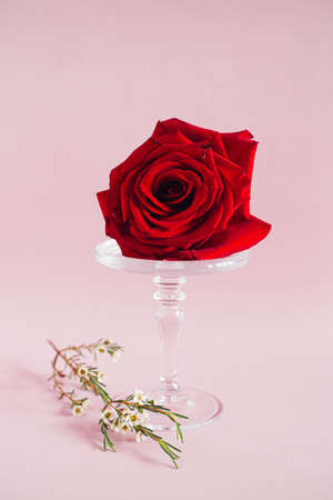 Red rose on a glass cake stand on pink backgrounds, trends compositionの写真素材