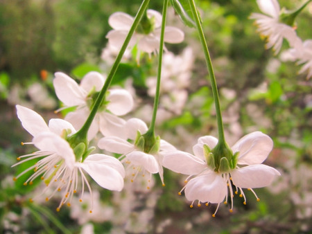 flowers of cherry treeの写真素材