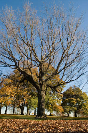 Bare tree with leaves on foreground and foliage on background