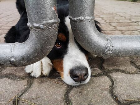 The dog peeks out sad eyes from under the fence.