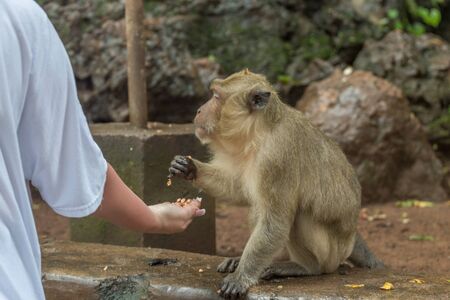 monkey taking food from humans hand, People feeding monkey at the monkeyの写真素材