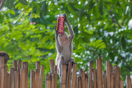 Krabi, Thailand - July 15, 2014: Monkey with red Coca-cola canのeditorial素材