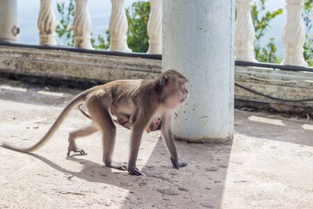 female monkeys , mom with his baby breastfeeding.