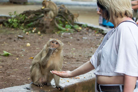 monkey taking food from humans hand, People feeding monkey at the monkeyのeditorial素材
