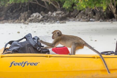 Macaque monkey stealing from a backpack on the beach from the boat