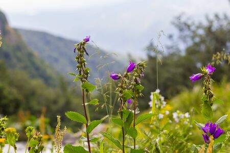 Alpine flowers grow high in the mountains in the background of the mountainの写真素材