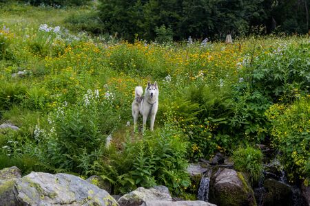 A Dog Drinking from a Stream a lot of greenery aroundの写真素材