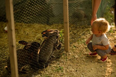 Cute child, playing with little bunny in a farm, sunny day, sunset.の写真素材