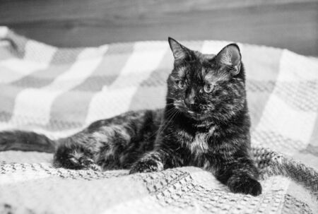 Cat looking out from behind a wall - black White versionの写真素材