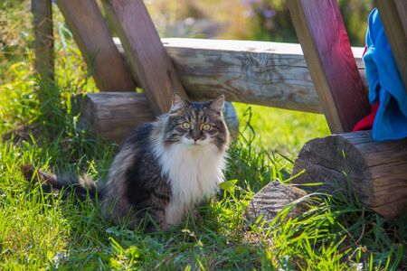 Lazy cat lies on a bench near the cottage and yawns.の写真素材